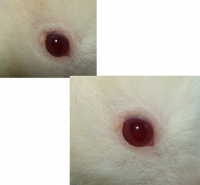 /album/fotogalerie-hapv-hamster-polyoma-virus/hapv3-png1/