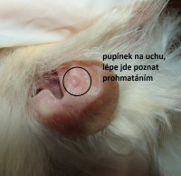 /album/fotogalerie-hapv-hamster-polyoma-virus/hapv8-jpg1/