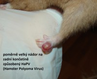 /album/fotogalerie-hapv-hamster-polyoma-virus/hapv13-jpg1/